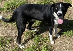 Lost Dog
