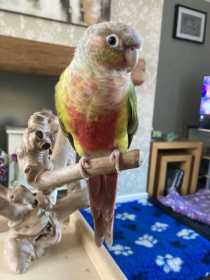 Lost Conure