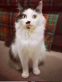Lost Cat