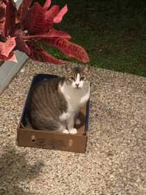 Lost Cat