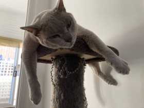 Lost Cat