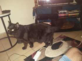 Lost Cat