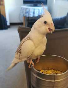 Lost Cockatiel