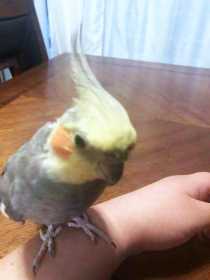 Lost Cockatiel