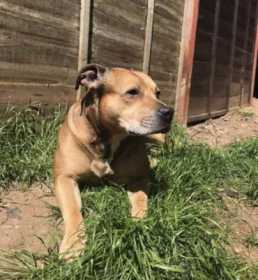 Lost Dog