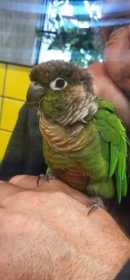 Lost Conure
