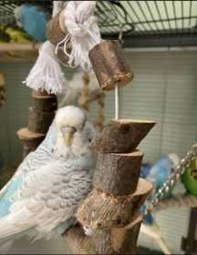 Lost Budgerigar