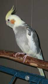 Lost Cockatiel