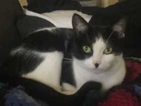 Lost Cat