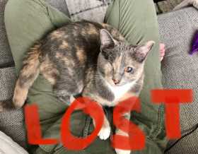 Lost Cat