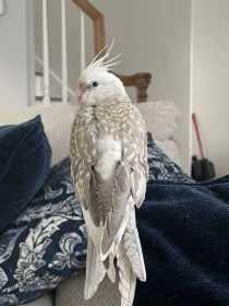 Lost Cockatiel