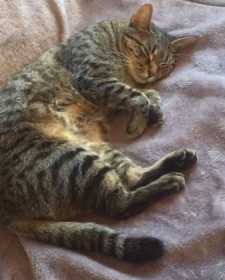 Lost Cat