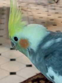 Lost Cockatiel