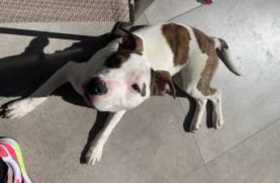 Lost Dog