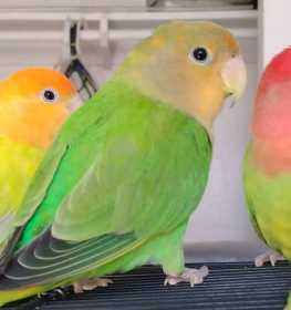 Lost Lovebird