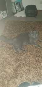 Lost Cat