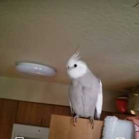 Lost Cockatiel