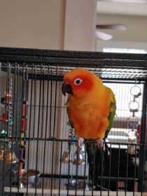 Lost Conure