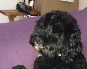 Lost Dog