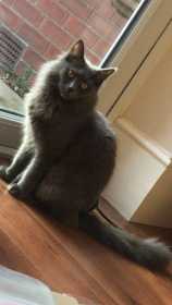 Lost Cat