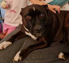 Lost Dog