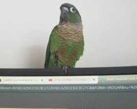 Lost Conure