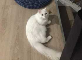 Lost Cat