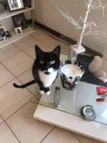 Lost Cat