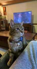 Lost Cat
