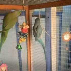 Lost Indian Ringneck Parakeet