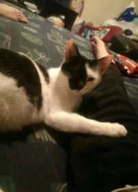 Lost Cat