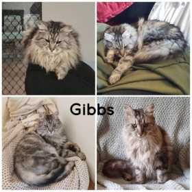 Lost Cat