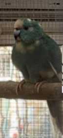 Lost Kakariki