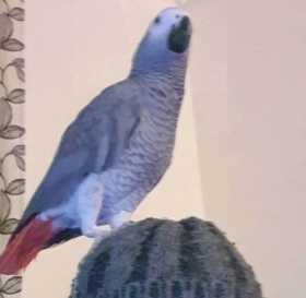 Lost African Grey