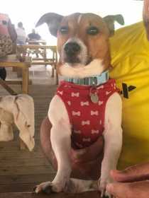Lost Dog