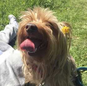 Lost Dog