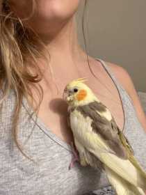 Lost Cockatiel