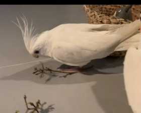 Lost Cockatiel