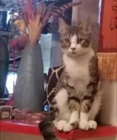 Lost Cat