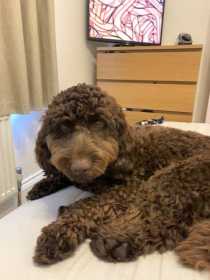 Lost Dog
