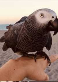 Lost African Grey