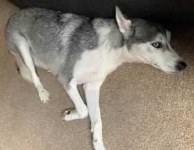 Lost Dog