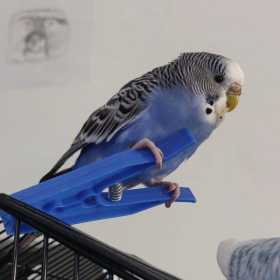 Lost Budgerigar