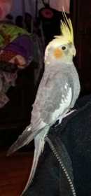 Lost Cockatiel