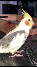 Lost Cockatiel