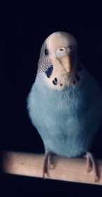 Lost Parakeet