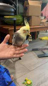 Lost Cockatiel