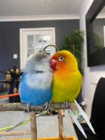 Lost Lovebird