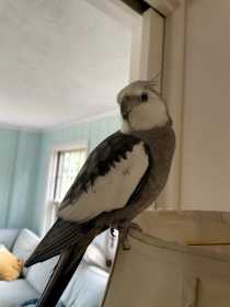 Lost Cockatiel