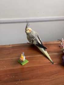 Lost Cockatiel